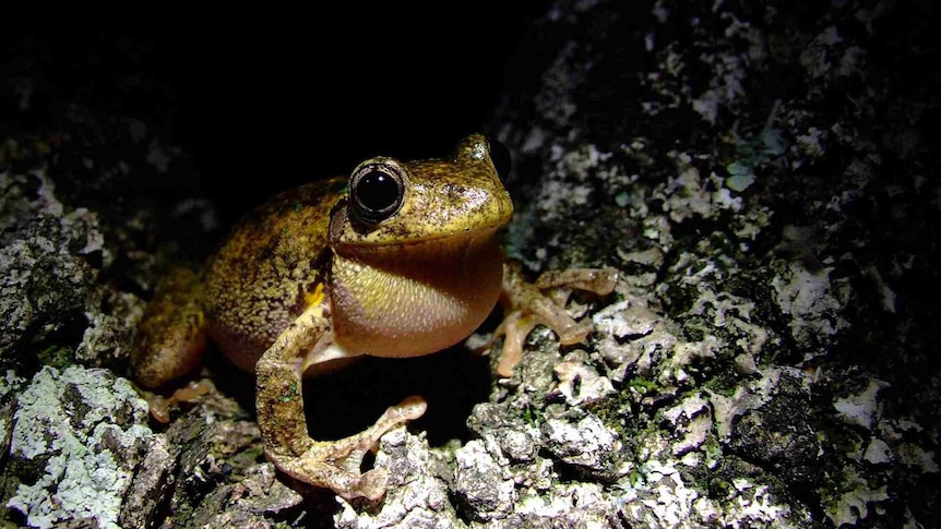 ANU scientists say research shows frog populations in Canberra are doing well.