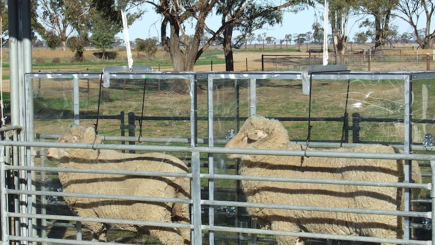 Low methane production research is being conducted on sheep.