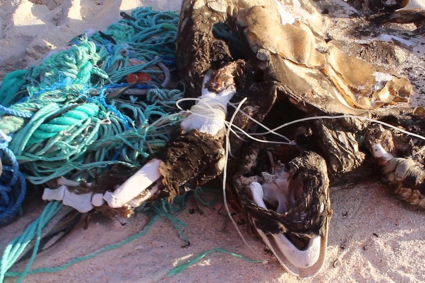 A dead turtle caught in plastic rope lies on a beach on Henderson Island in the South Pacific off South America.