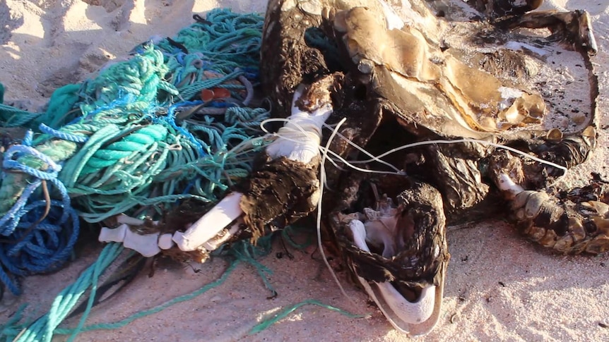 A dead turtle caught in plastic rope lies on a beach on Henderson Island in the South Pacific off South America.
