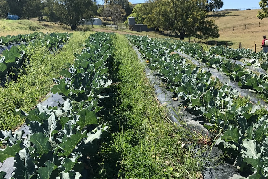 A field of cauliflowers and broccolis