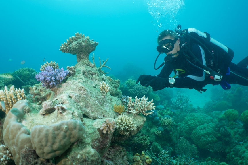 A diver inspects coral under the water 