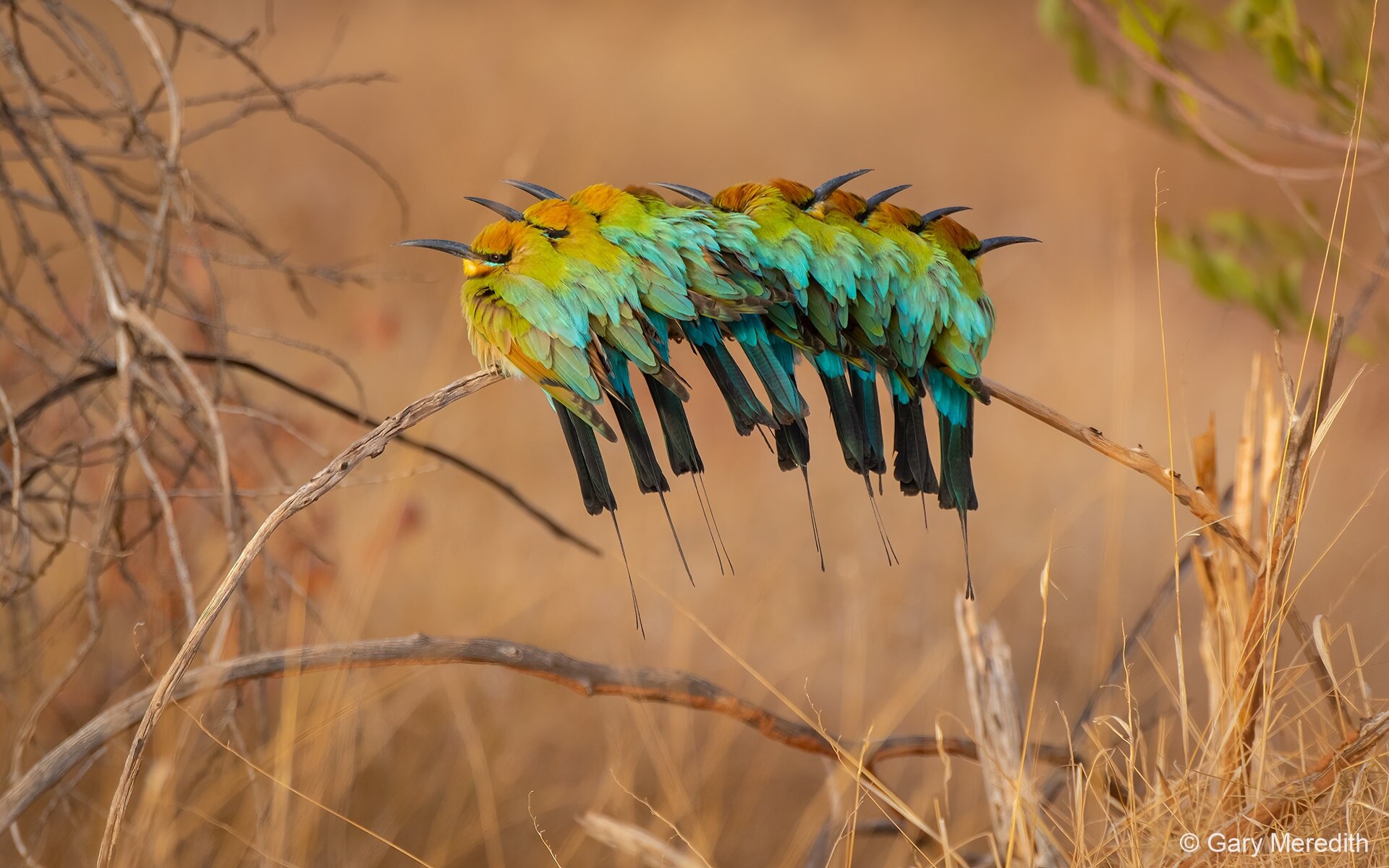 A row of rainbow bee-eaters sitting on a branch