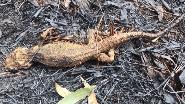 a dead lizard on burnt ground