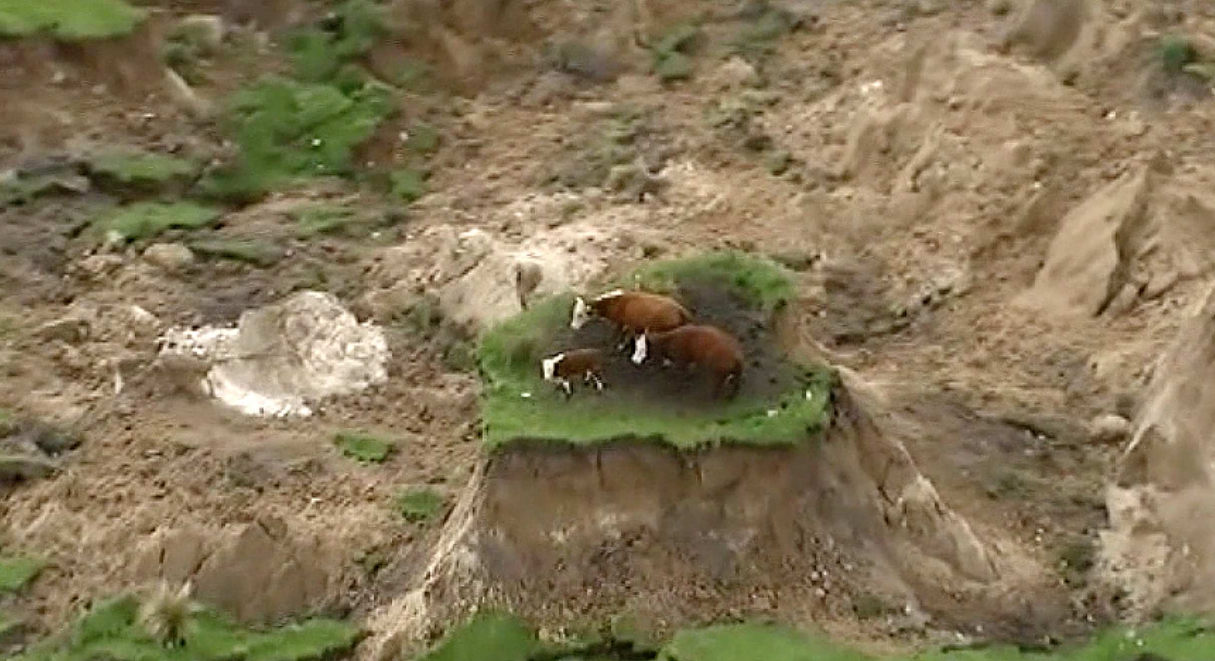 New Zealand Earthquake Cows Stranded On Island Of Land Saved By Rescuers Local Media Say Abc News