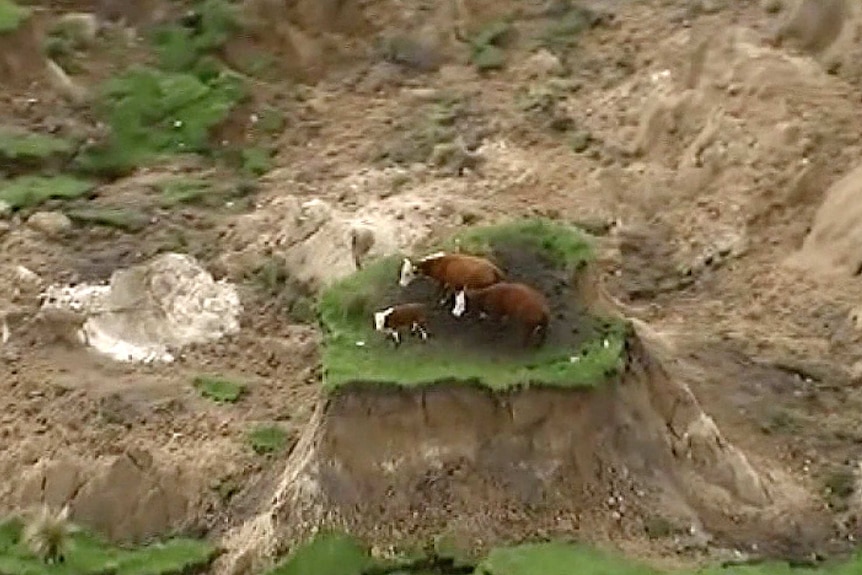 Three cows stand on a grass on top of an outcrop.