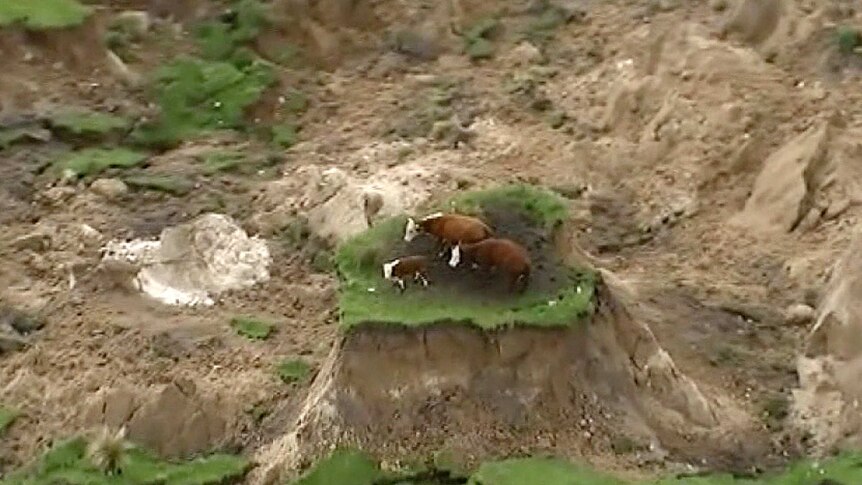 Three cows stand on a grass on top of an outcrop.