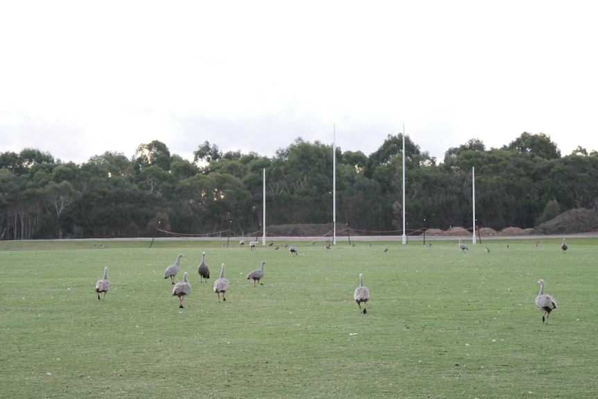 Hundreds of geese running across a school ocal.