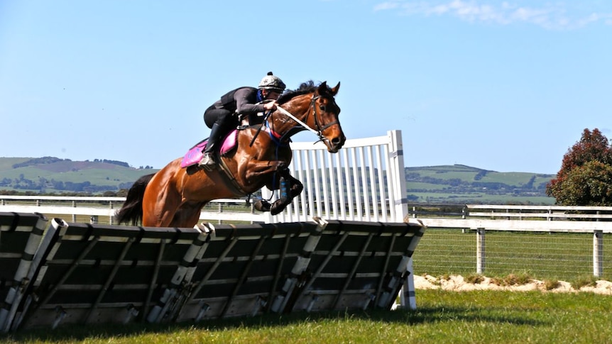 A horse and jockey are captured in mid-air jumping over a hurdle.