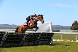 A horse and jockey are captured in mid-air jumping over a hurdle.