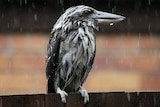 Kookaburra braves the rain