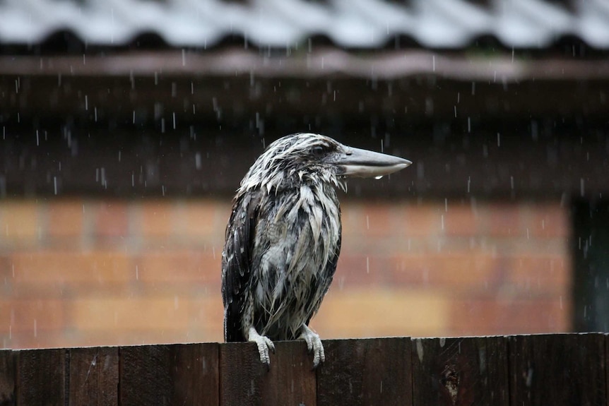 Kookaburra braves the rain