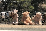 Soft toys tied to a wire fence along the Copper Coast Highway.