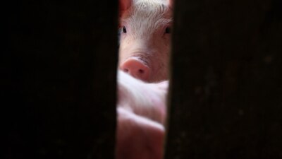 File photo: Pigs sit inside their pen at a farm on May 1, 2009 in Indonesia (Getty Images: Ulet Ifansasti)