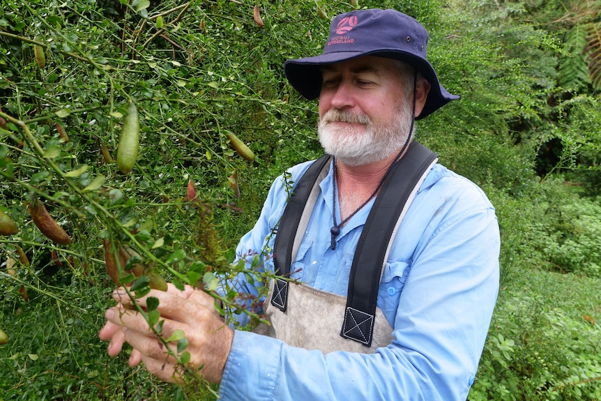 Finger lime grower Jock Hansen examining finger limes on a tree