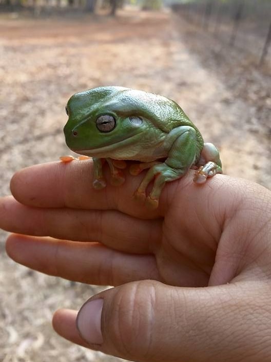 A green tree frog sitting on a person's hand.