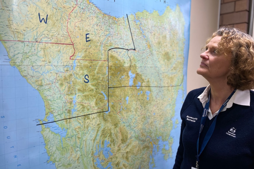 Rae Burrows look across a giant map of Tasmania.