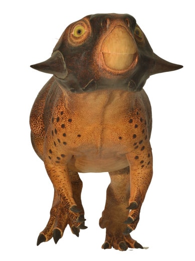 A front view of the reconstructed Psittacosaurus.
