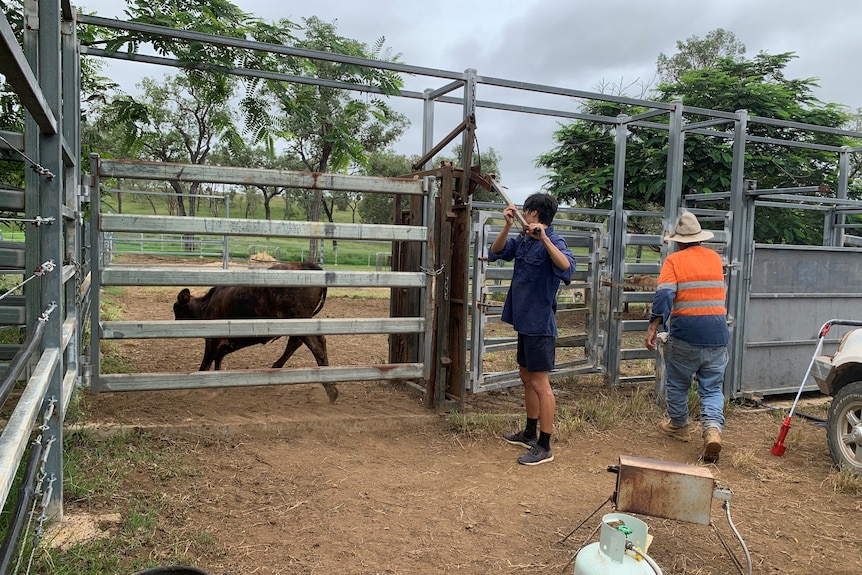 Heetae pulling a cattle gate, cow running, other person in high vis running.