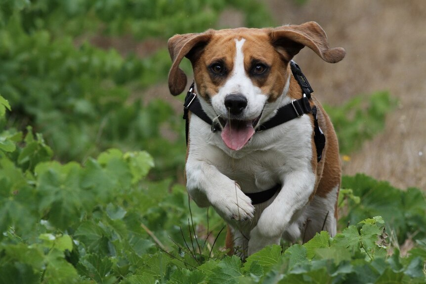 A beagle wearing a black harness runs through grapevines, jumping over vines on the ground.
