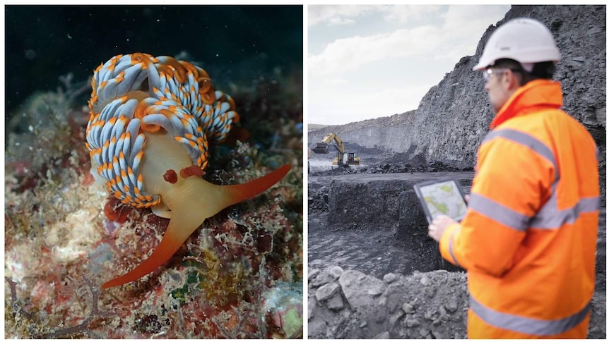 A composite of the newly discovered nudibranch species near Exmouth, June 2016, and a mine worker in hi-viz clothing