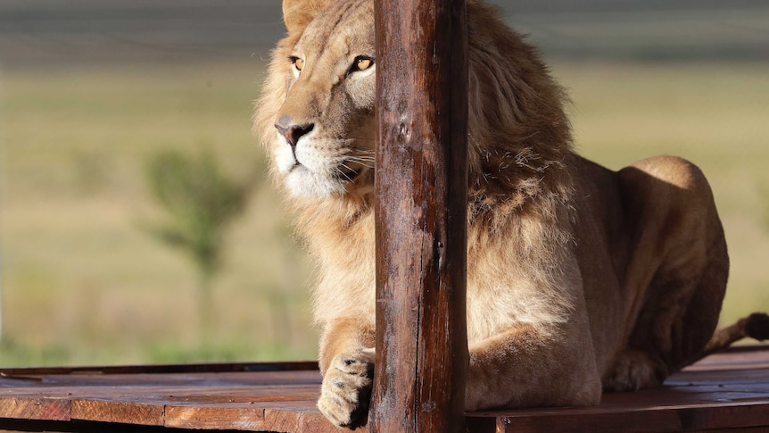 A lion lays on a wooden deck and looks out from behind a wooden pole.