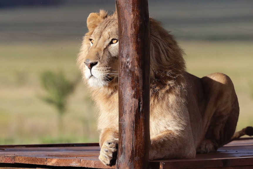 A lion lays on a wooden deck and looks out from behind a wooden pole.