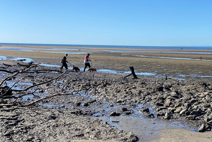 Dogs and people walking on a muddy beach