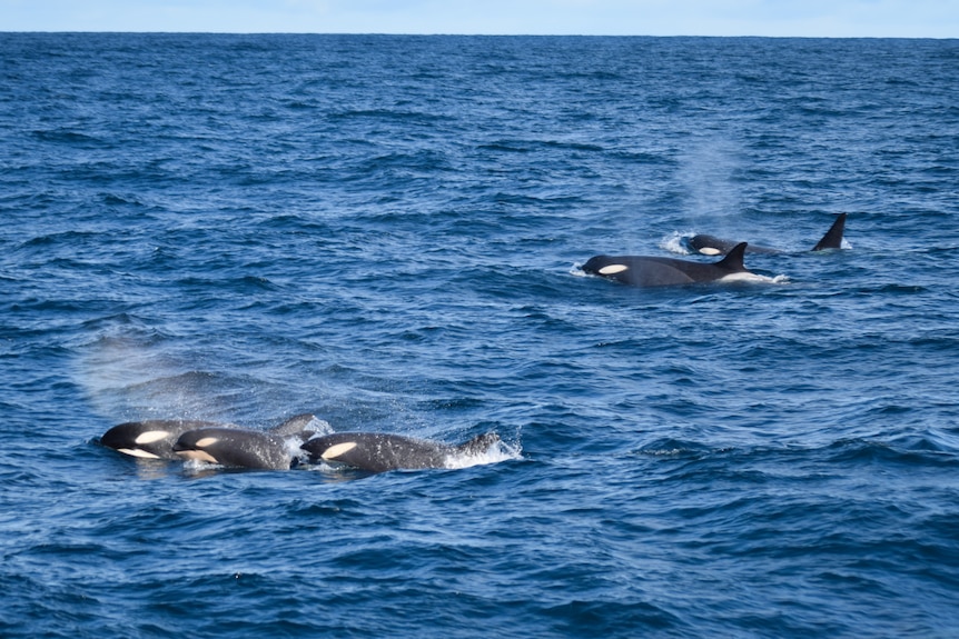 Pod of Type C orcas in Bass Straight.