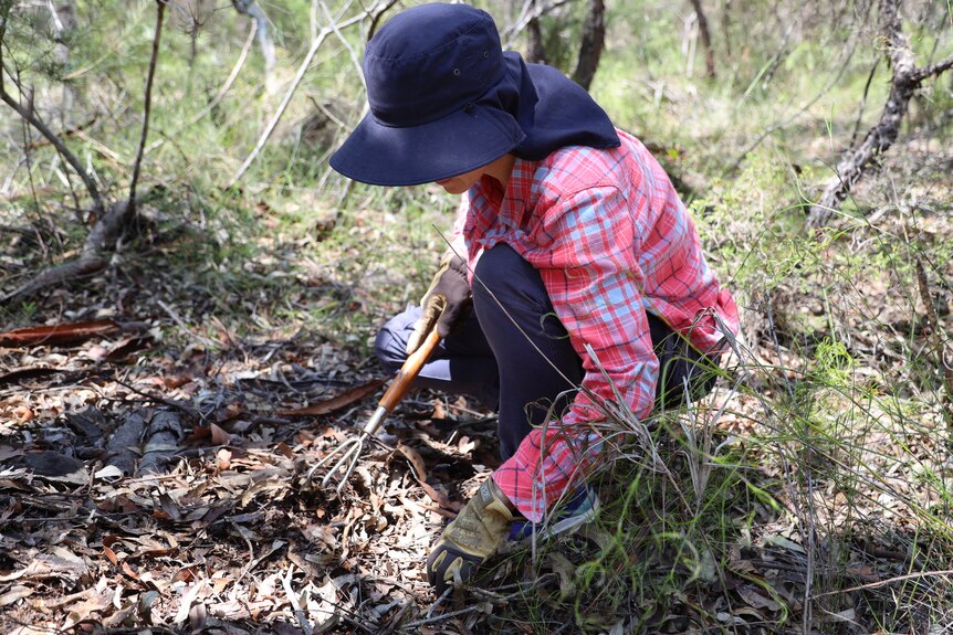 a woman kneeling using a hand tool to rake leaves looking for animal droppings