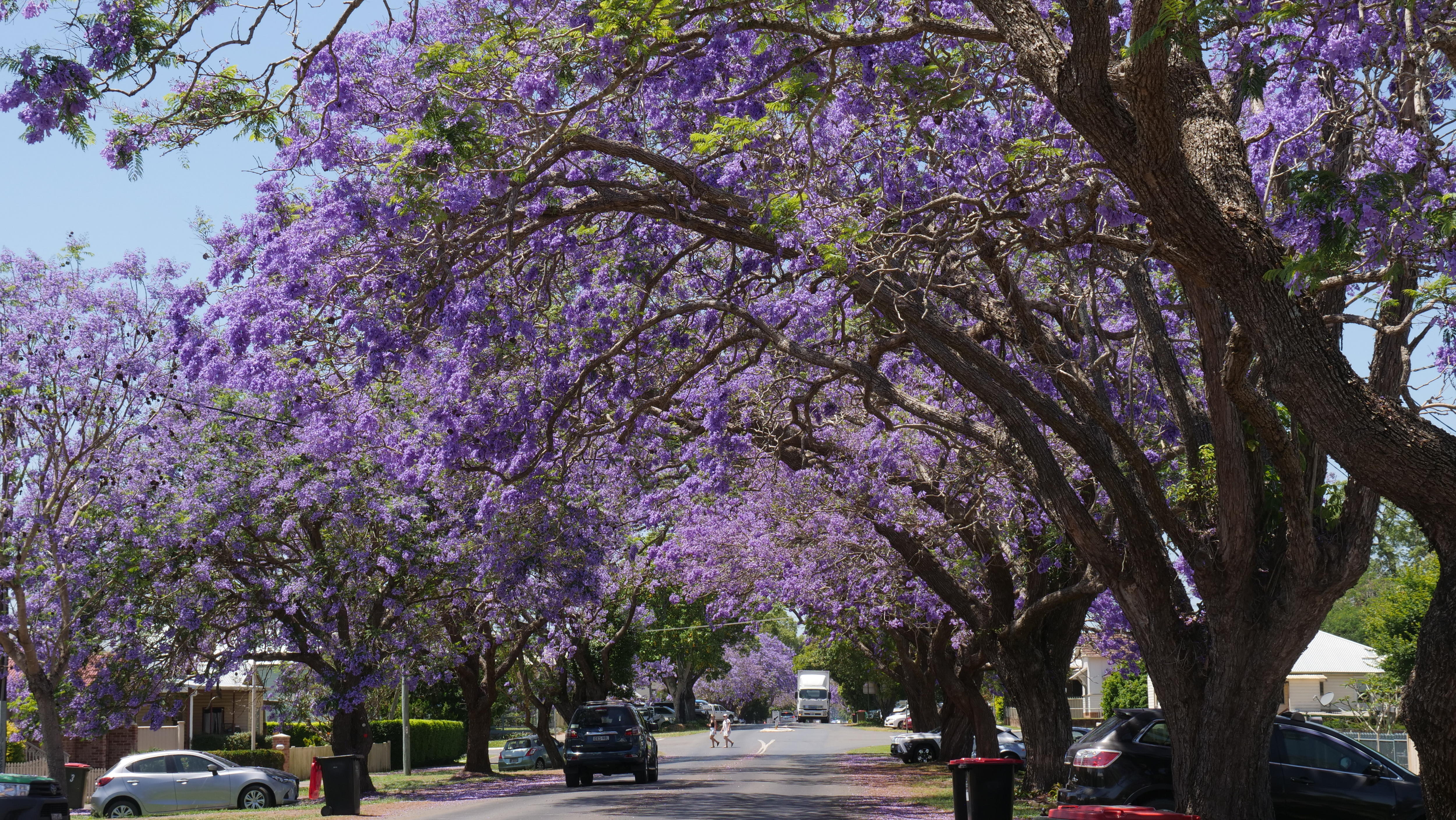 Jacarandas blooming on a residential street in Grafton, NSW