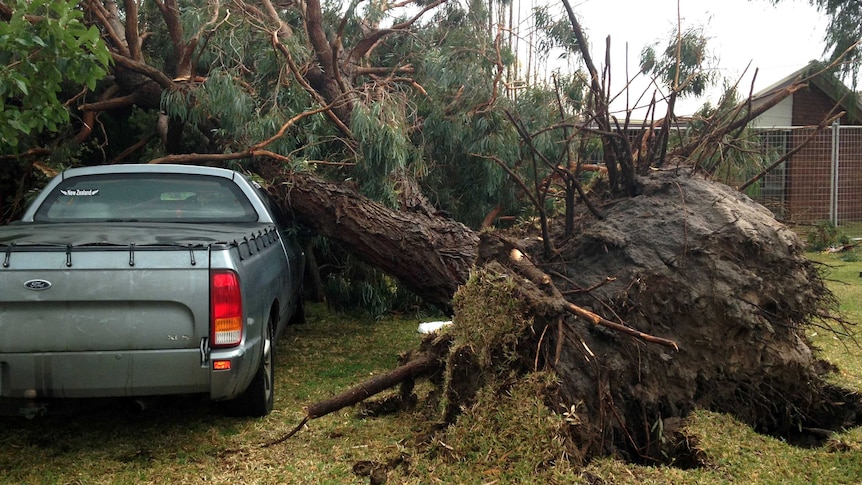 A tree was uprooted in the storm, crushing a ute 18 August, 2014.