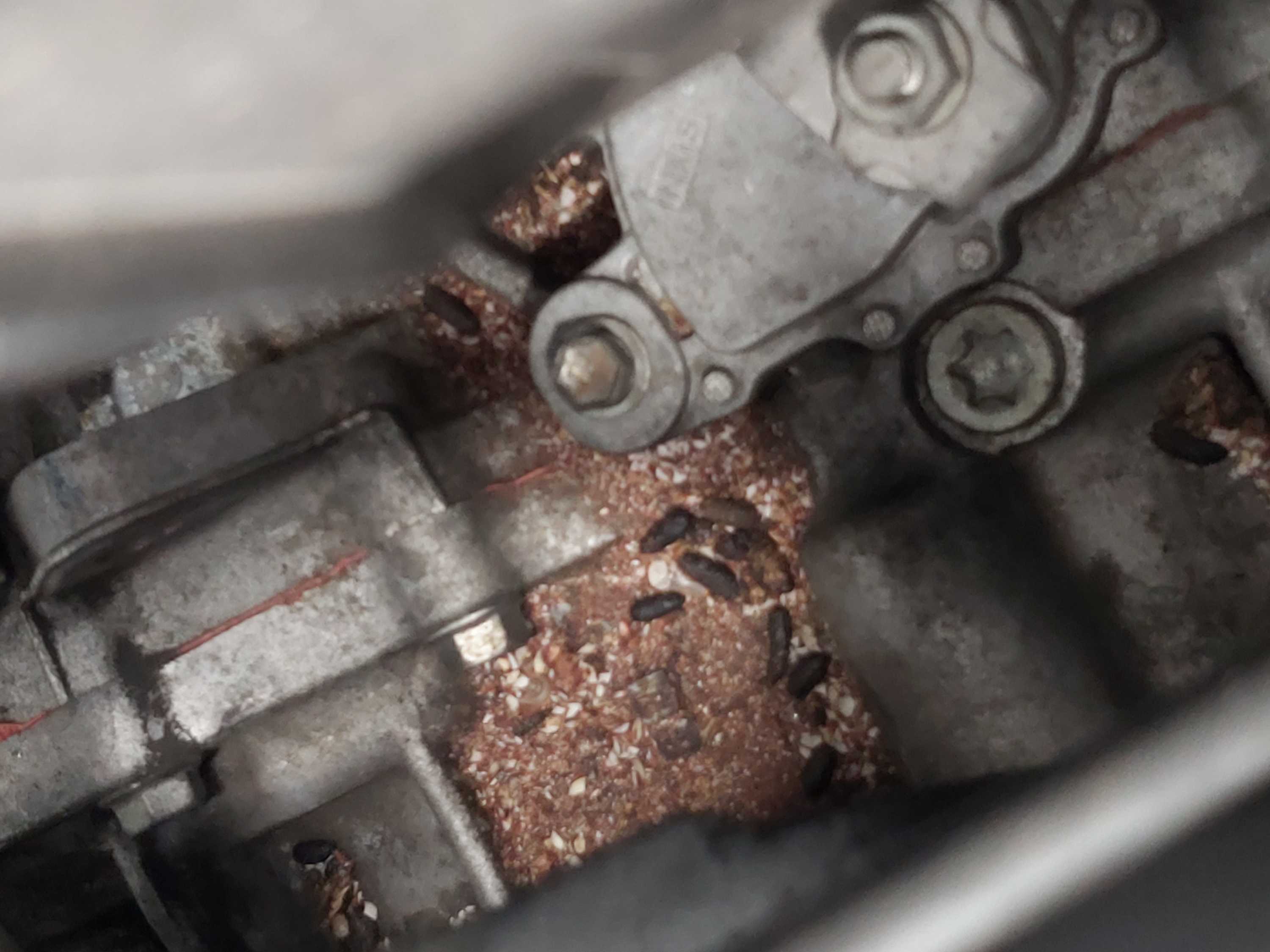 Rats take up residence in Gold Coast car engines, cause damage in the