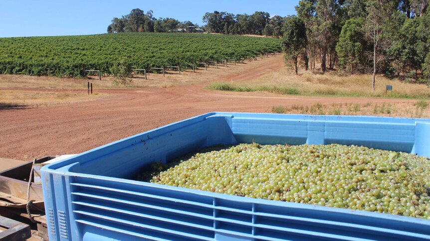 A tub of white wine grapes in the foreground with a view of vines in the background.