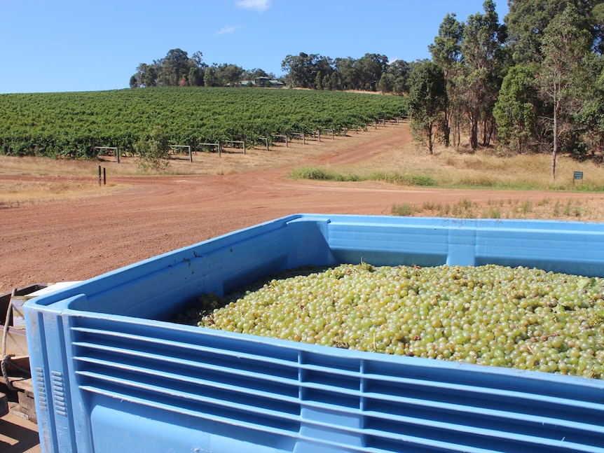 A tub of white wine grapes in the foreground with a view of vines in the background.