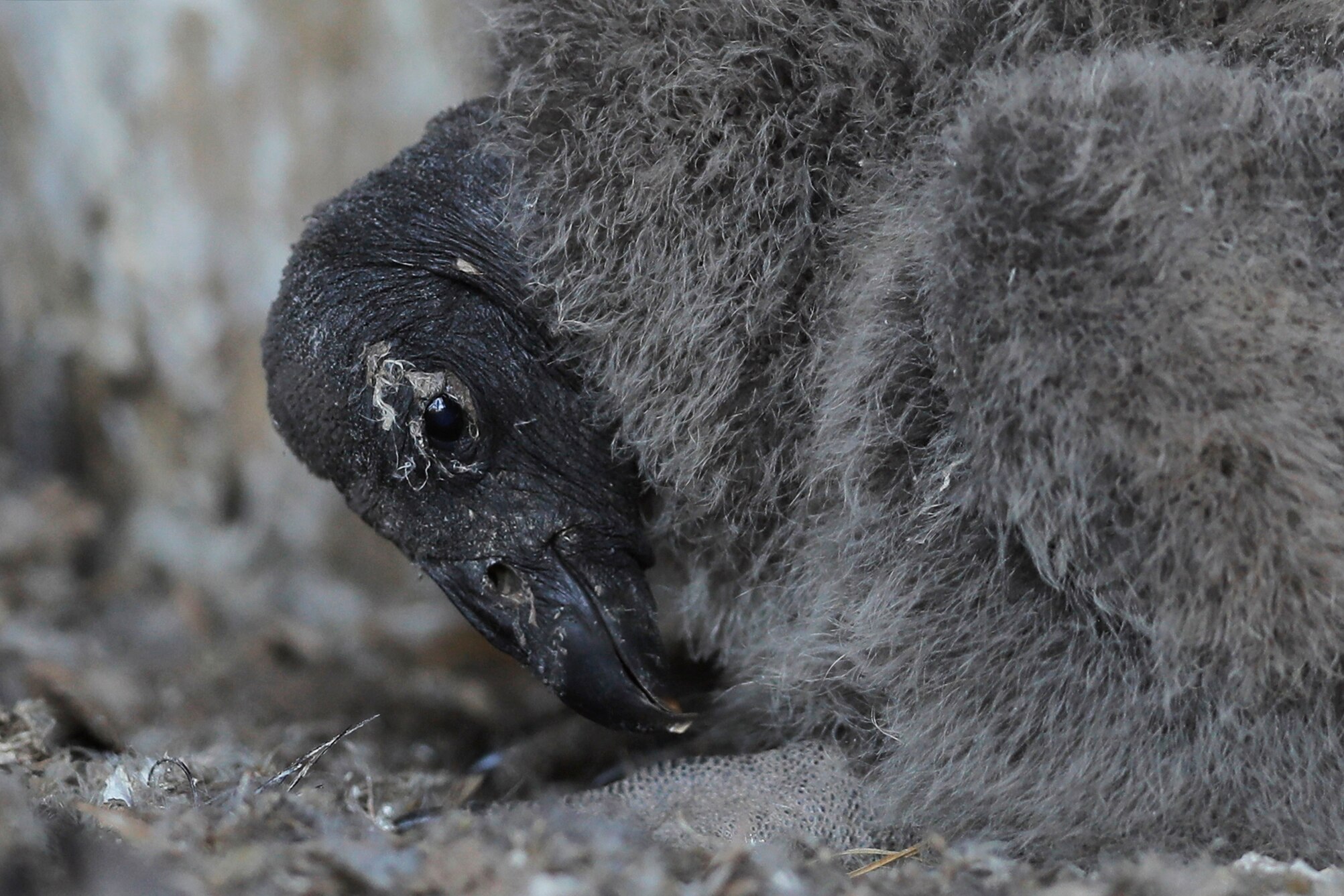 Chile preparing threatened condor chicks for release into the wild ...