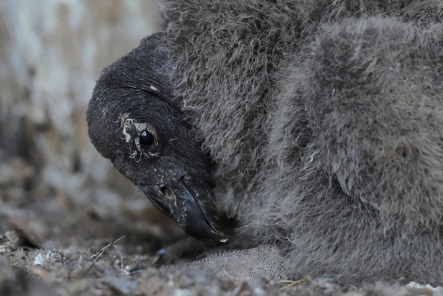 A baby condor curled up on the floor of a pen