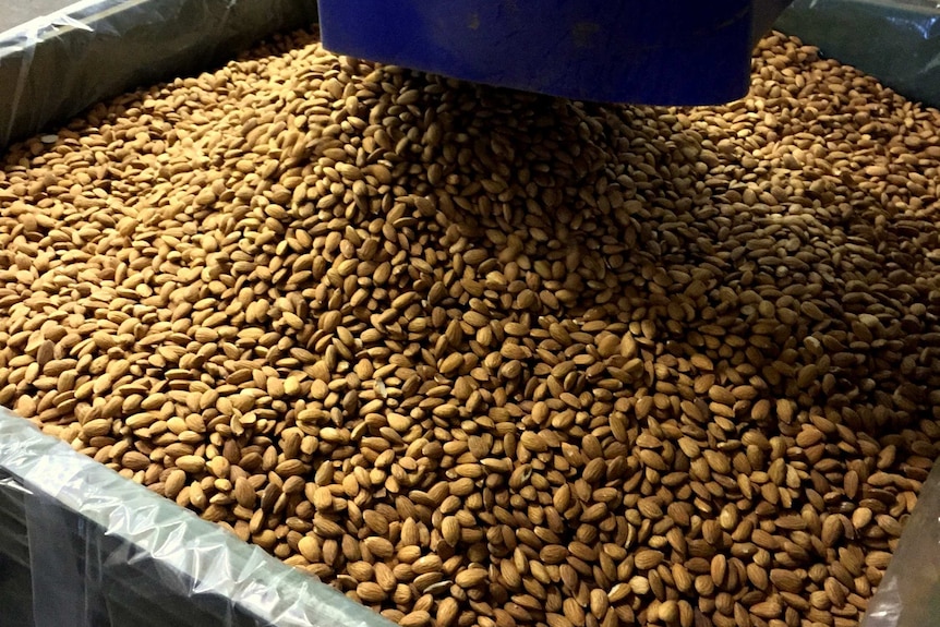Almonds being sorted by size.