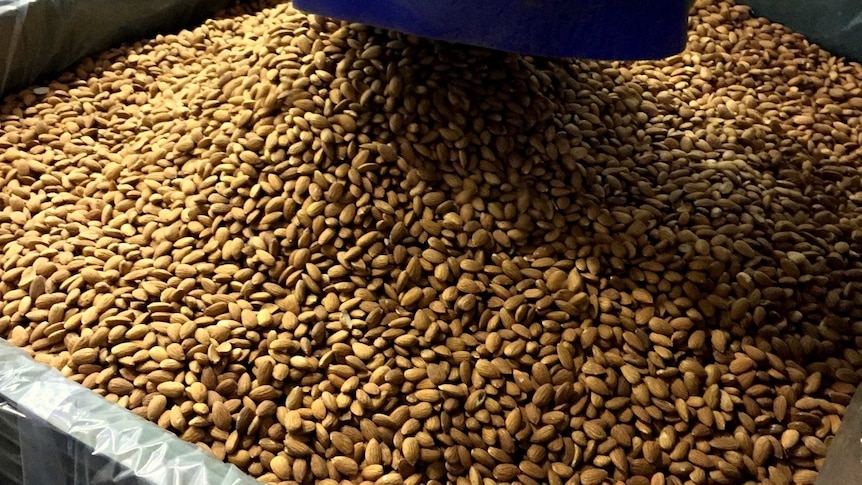 Almonds being sorted by size.