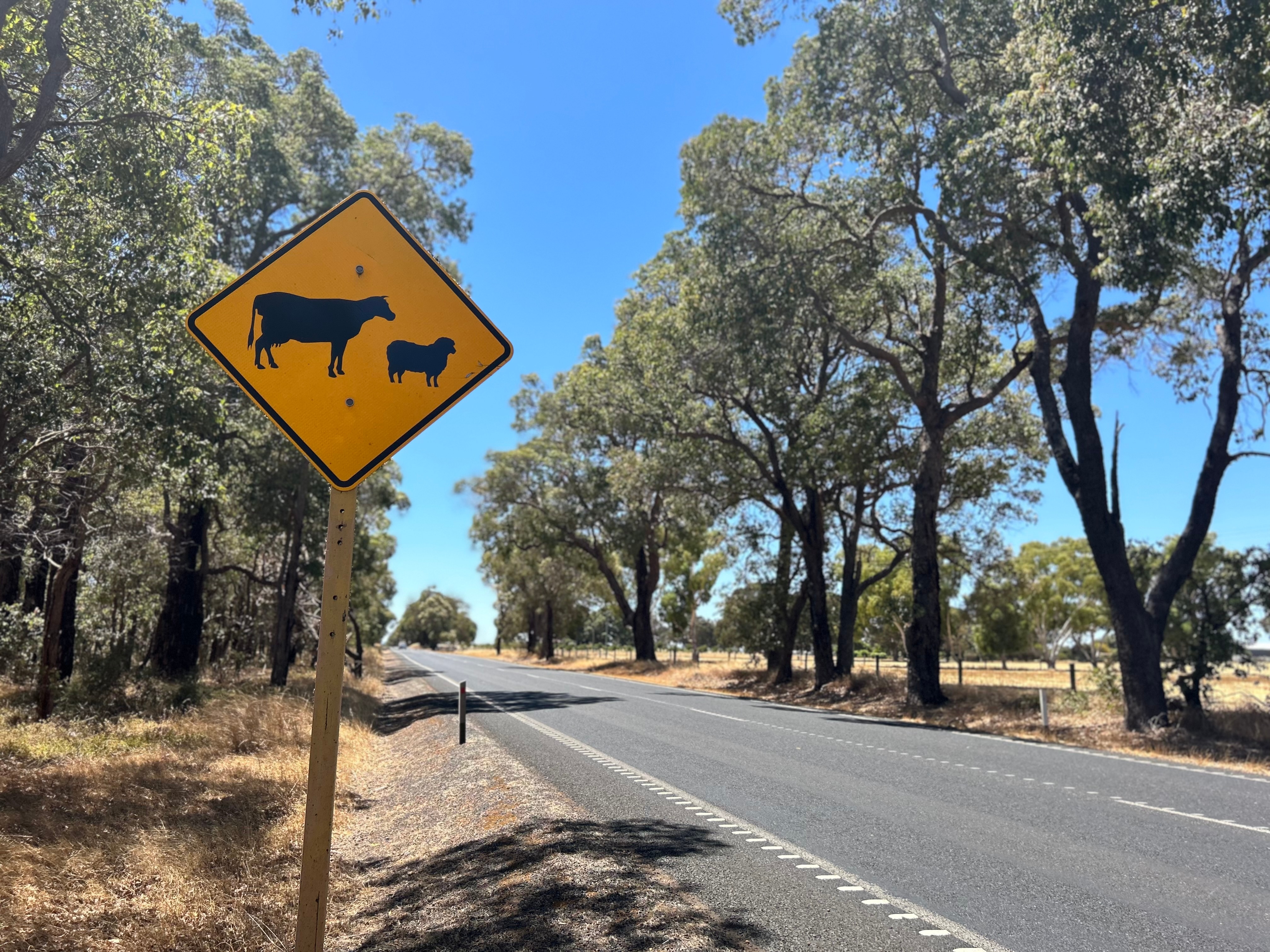 Shire of Capel sign, cattle in paddock, cattle warning sign