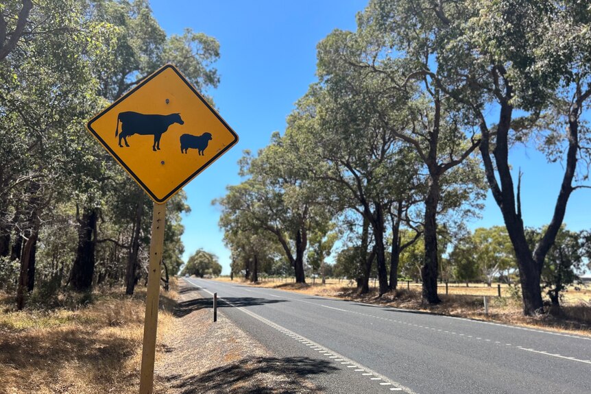 Shire of Capel sign, cattle in paddock, cattle warning sign