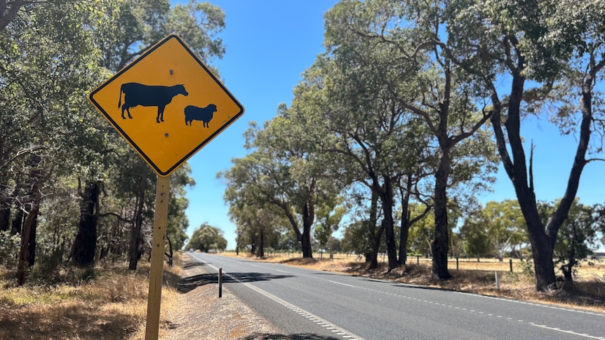 Shire of Capel sign, cattle in paddock, cattle warning sign