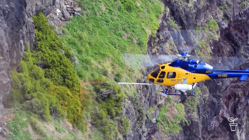 Helicopter spraying vegetation on cliff face