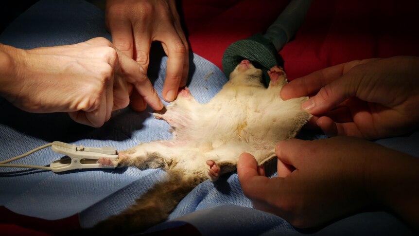 A sugar glider lies unconscious and spread out on a surgical mat while hands check its body for injuries.