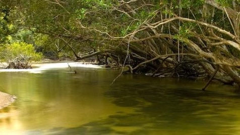 Rainforest hangs over the Massi River on Silver Plains in the Stewart River catchment on Queensland's Cape York in 2009.