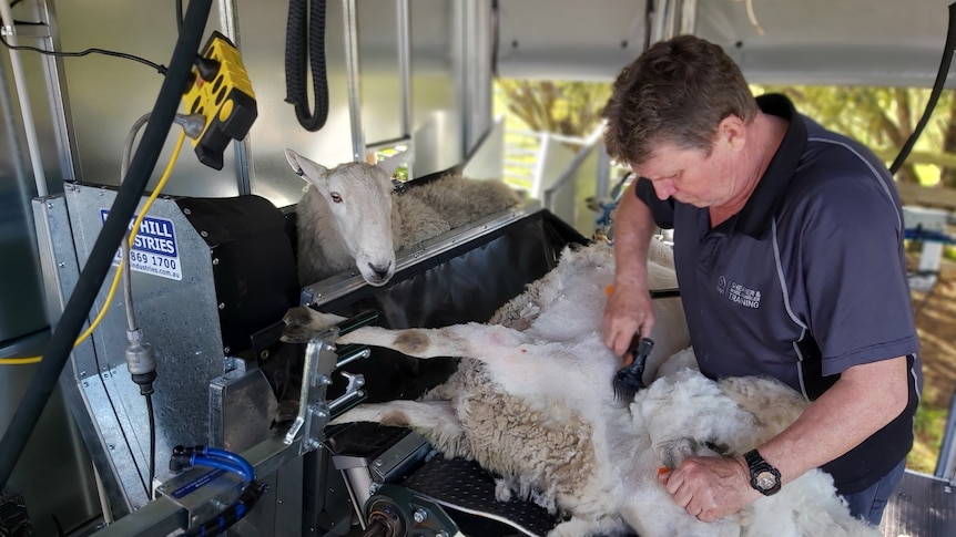 a ram looks on as a shearer shears a sheep on a raised platform