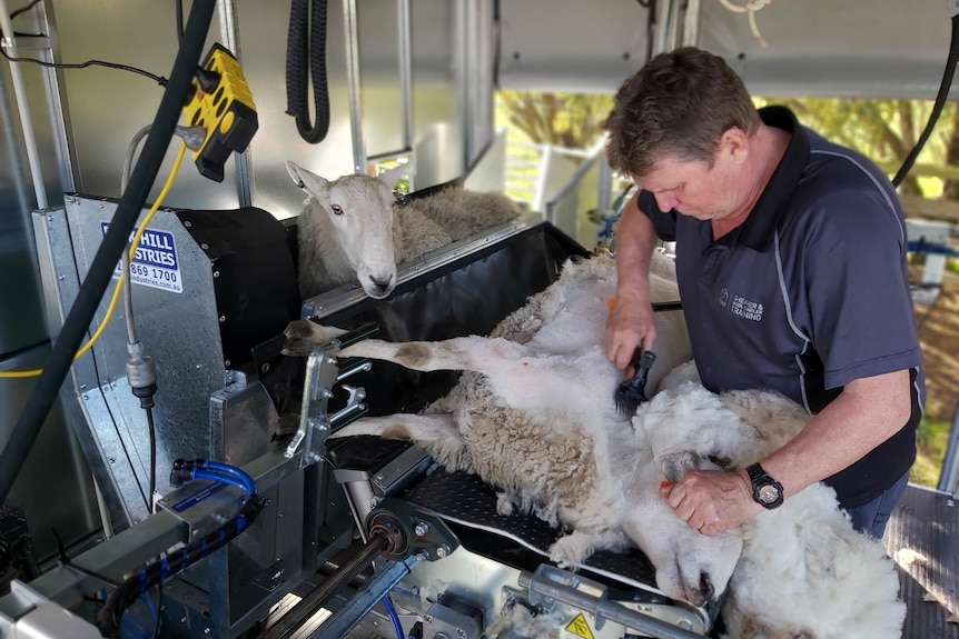 a ram looks on as a shearer shears a sheep on a raised platform