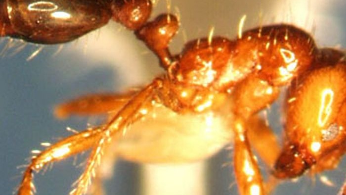 Close-up photo of fire ant.