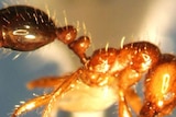 Fire ant a potentially massive environmental pest