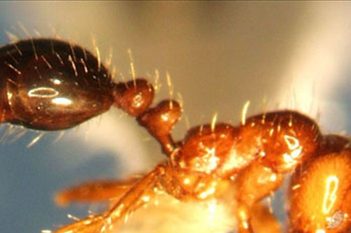 Close-up of a fire ant.